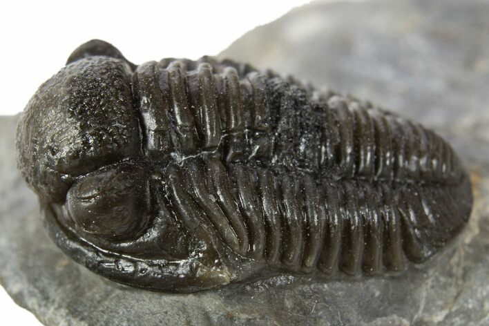 Detailed Gerastos Trilobite Fossil - Morocco #345149